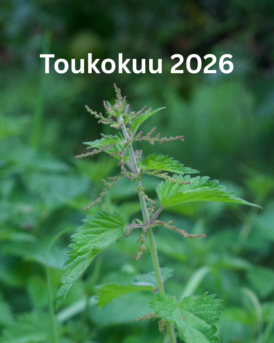 Villiyrttien keräyskurssi luomutilalla Tuusulassa SU 24.5.2026 KLO 12
