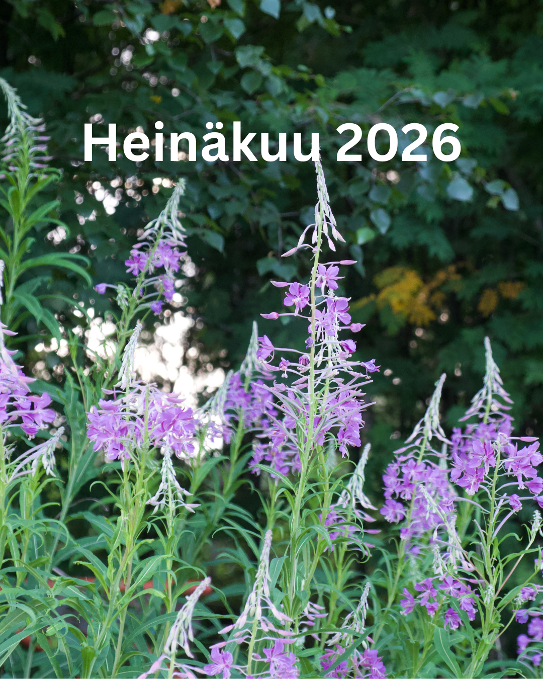 Villiyrttien keräyskurssi luomutilalla Tuusulassa LA 11.7.2026 KLO 12
